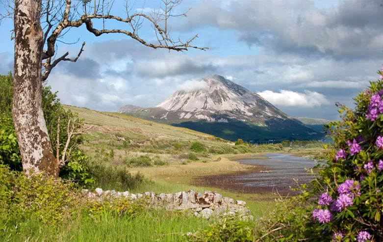 Errigal Mountain, Donegal in the distance with tree and purple flower bush in the foreground.